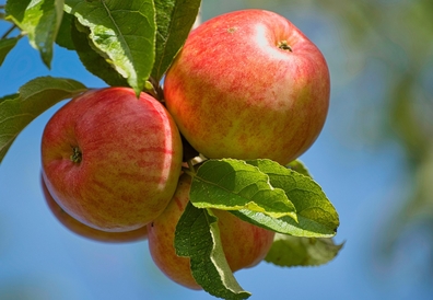 Apfelbaum Apfelbaum